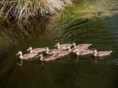 [All ten swim to the left creating a large vee wake behind them.]